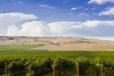 Stone Tree Vineyard