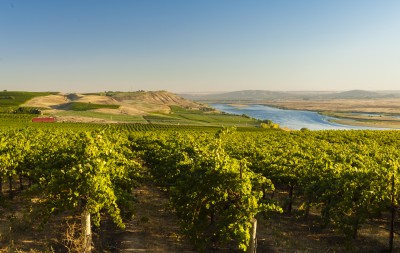 Dionysus Vineyard