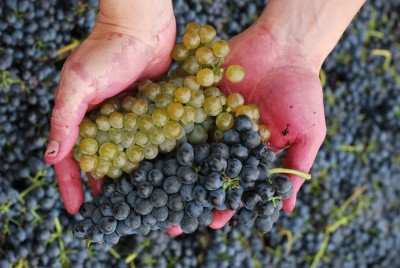 Stoney Vine Vineyard Viognier and Syrah