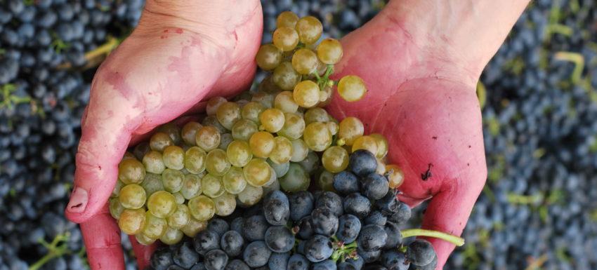 Harvest Hands