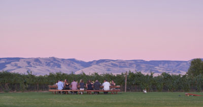 Dinner in the vineyard