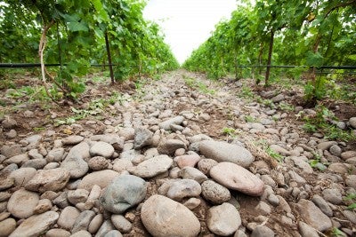 The Rocks at Stoney Vine Vineyard