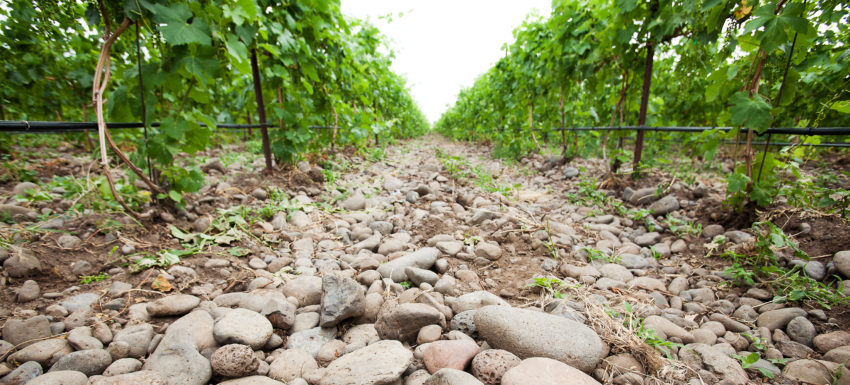 Rocks and Vines