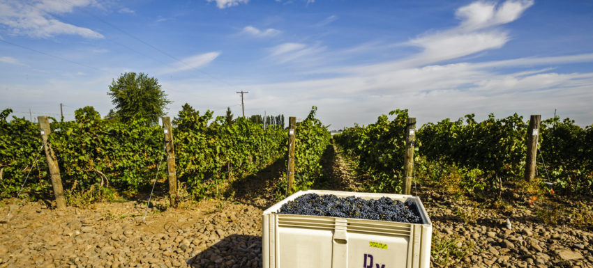 USA, Washington, Harvest 2015