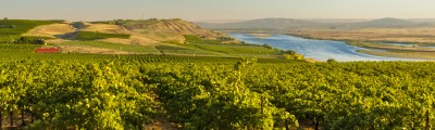 Dionysus Vineyard