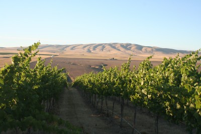 Olsen Vineyard