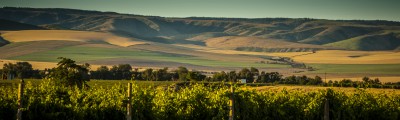Sconni Block Banner - Walla Walla Valley