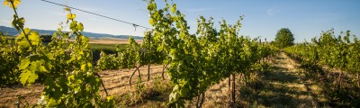 Sconni Block Estate Vineyard