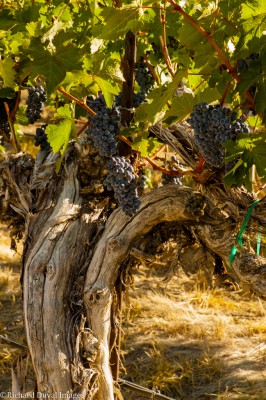 Old Vine at Dionysus