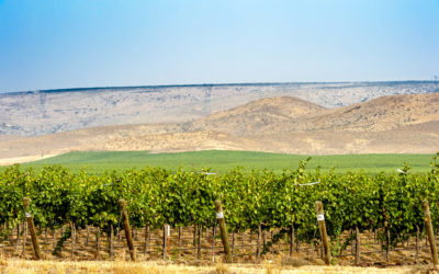 View from the winery tasting room.