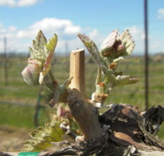 SANYO DIGITAL CAMERA