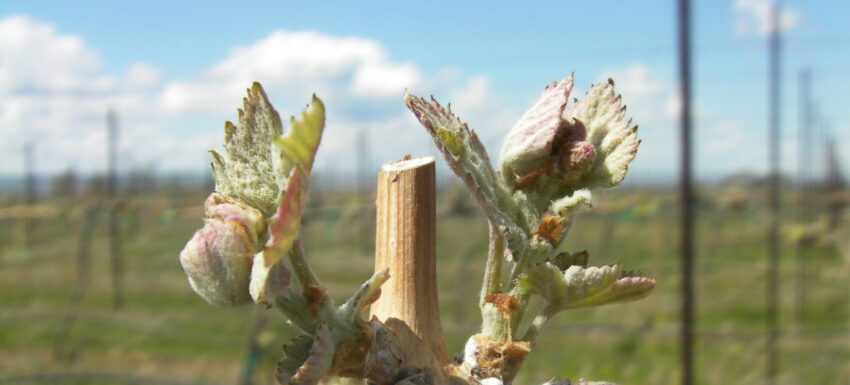 SANYO DIGITAL CAMERA